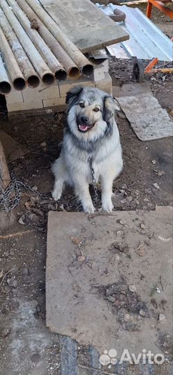 Сестрички добрые, заботливые руки