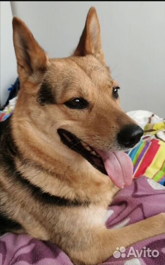 Выгул собак