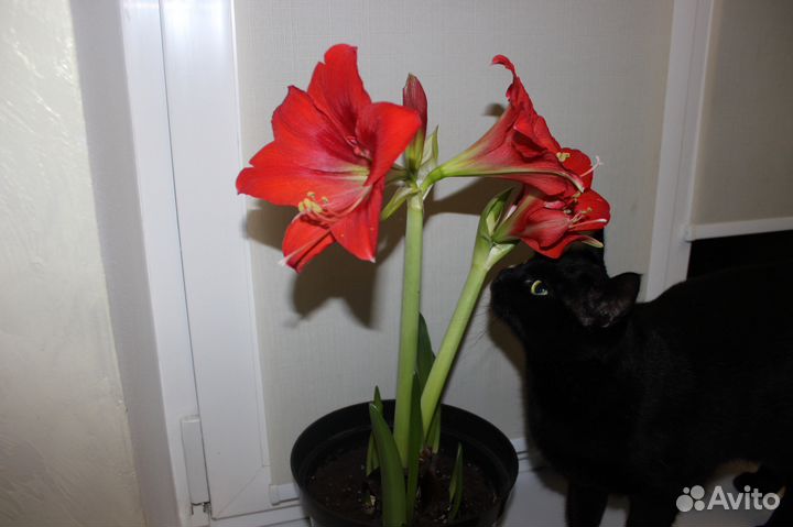 Гиппеаструм