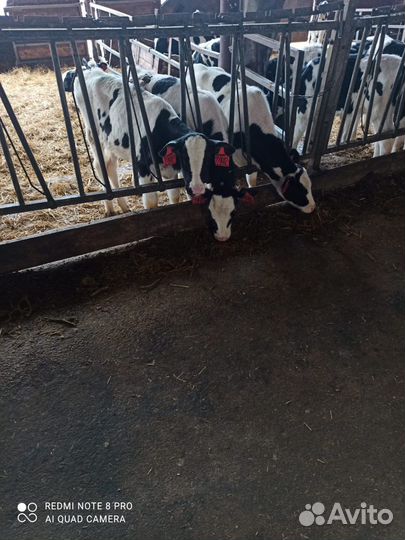 Телята бычки и