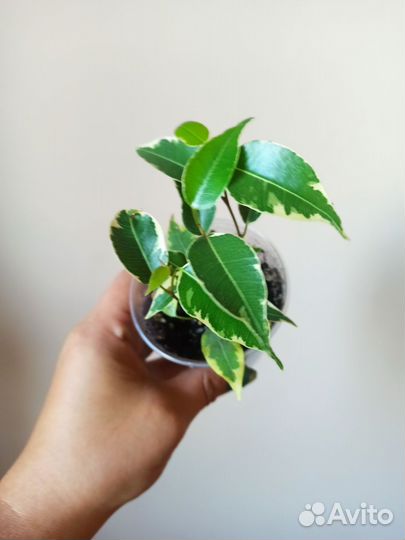 Фикус бенджамина