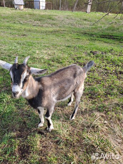 Козочки нубийки с зааненской