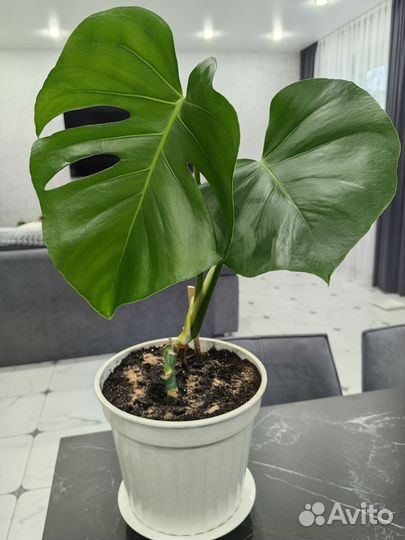 Монстера Манки маск, монстера деликатесная