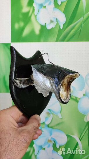 Чучело головы щуки