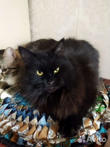 Турецкая ангора 2 года черная пушистая кошка