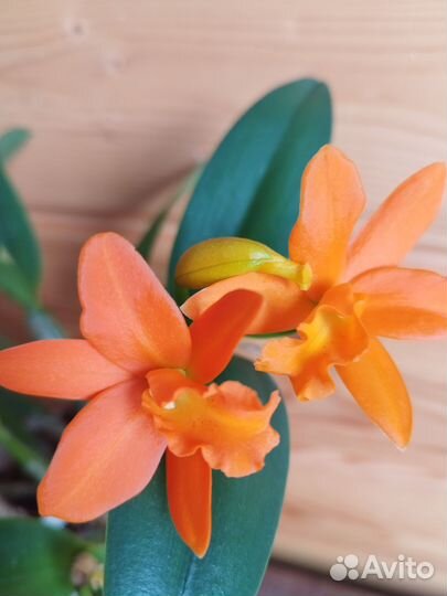 Орхидея катлея