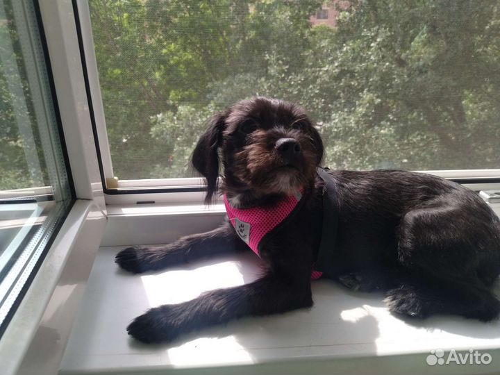 Аффенпинчер