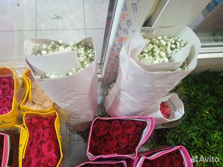 Гипсофила оптом