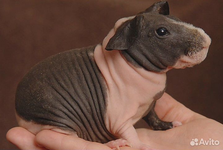 Морская свинка Скини