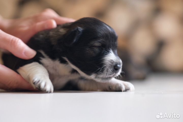 Щенки от Австралийской овчарки