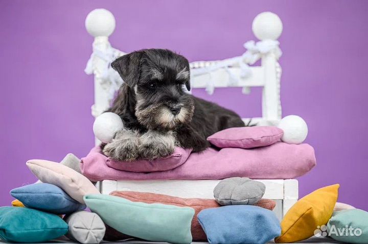 Цвергшнауцер