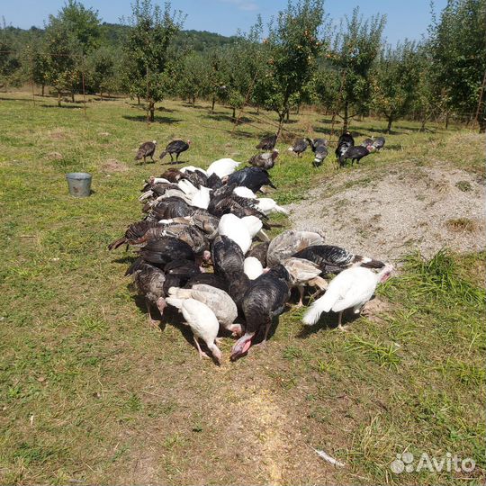 Индюки индюшата