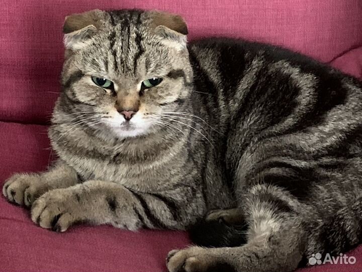 Кошки