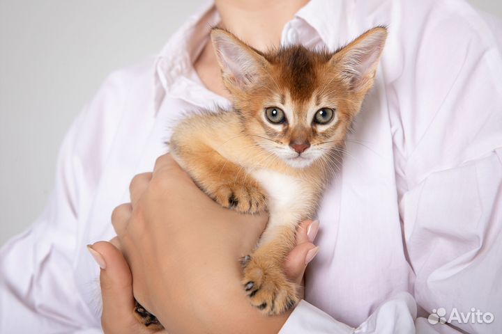 Котята чаузи