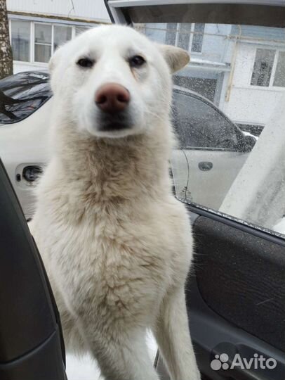 Собака в добрые руки