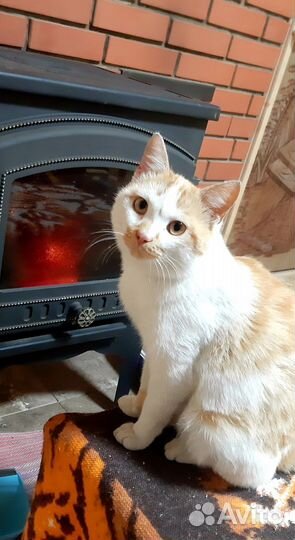 Молодой котик