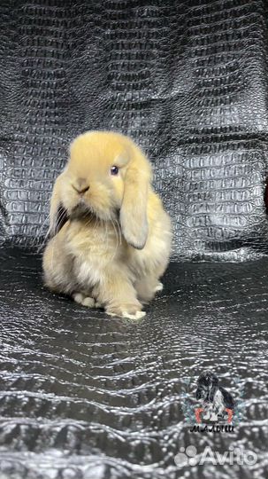 Кролик вислоухий минилоп