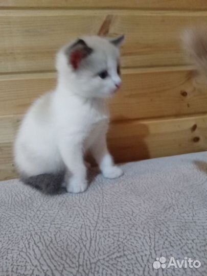 Котята мальчики