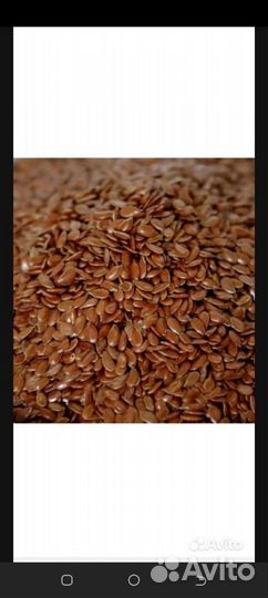 Лен масляничный