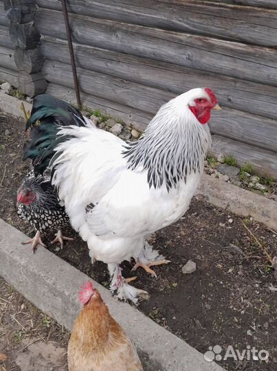 Петух брама