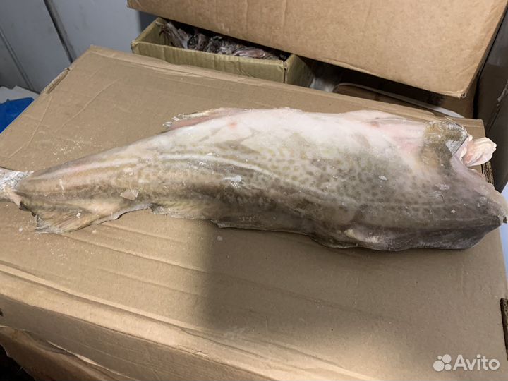 Треска крупная с/м