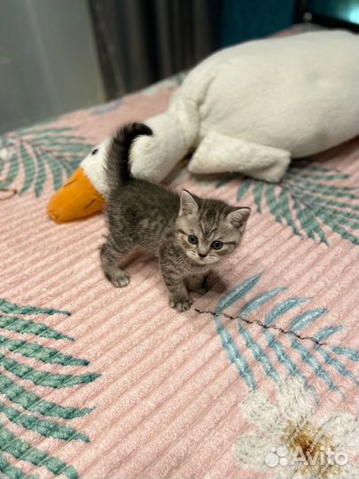 Британские котята