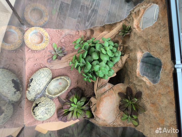 Террариум для эублефара