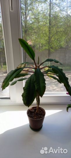 Молочай беложильчатый