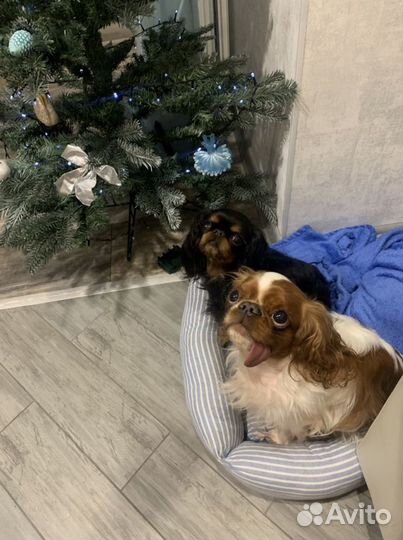 Передержка животных на время отпуска