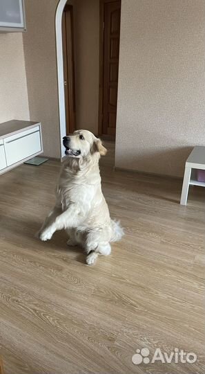 Собака