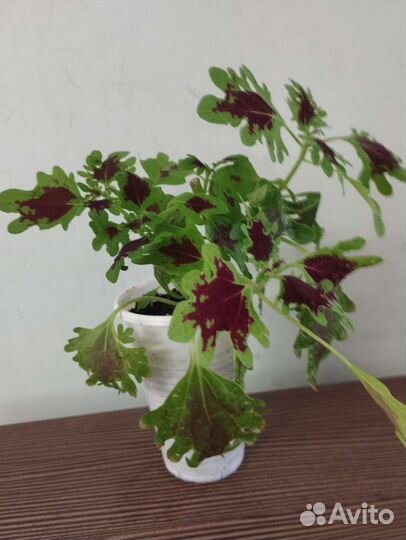 Комнатные цветы