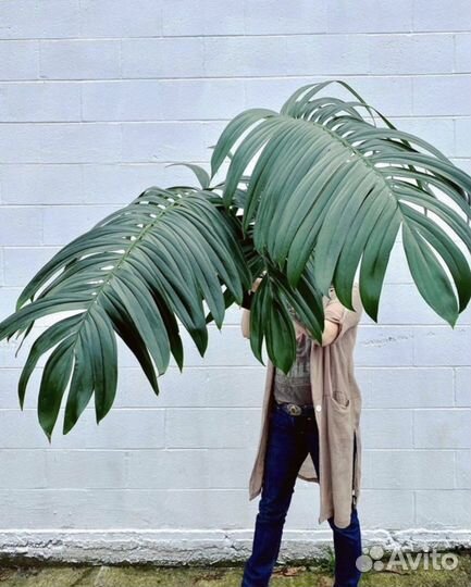 Рафидофора Декурсива