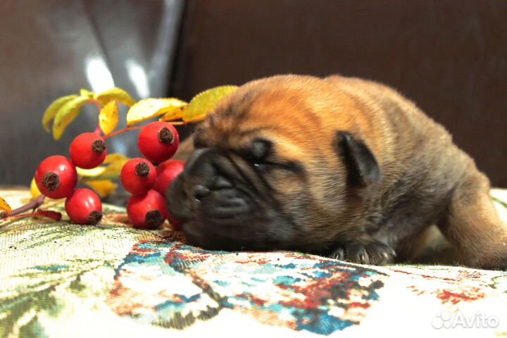 Щенки бульмастифа