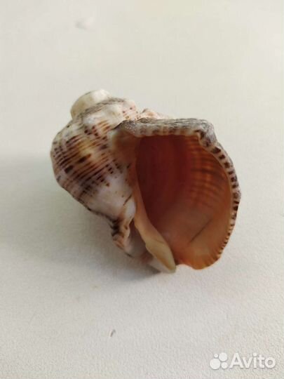 Морские ракушки