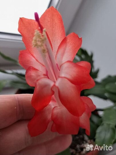 Цветок декабрист