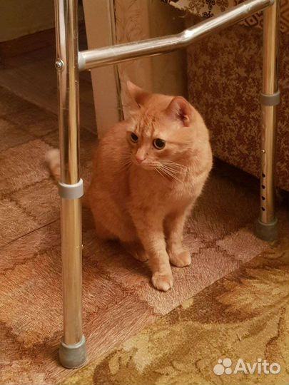 Отдам кота в добрые руки