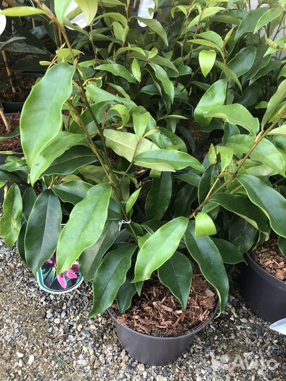 Пиерис магнолии и т.д