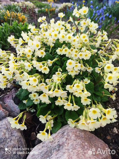 Многолетние садовые цветы