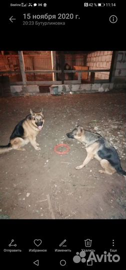 Щенки немецкой овчарки