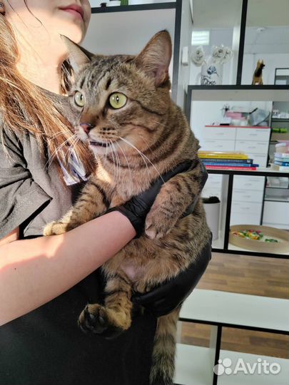 Кот огромный