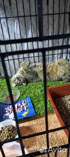 Глаша ищет дом