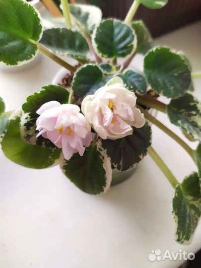 Фиалки сортовые мини и стандарты