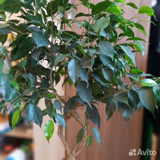 Фикус бенджамина плетеный 70см