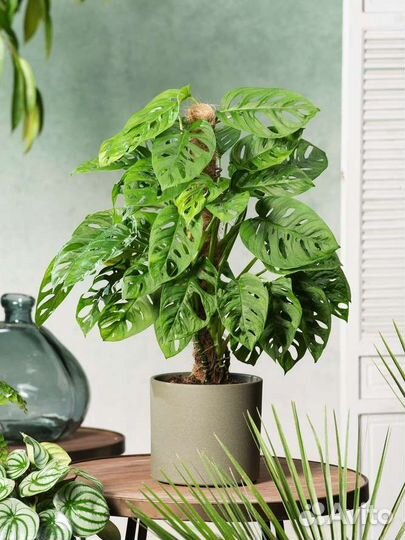 Монстера Манки Маск