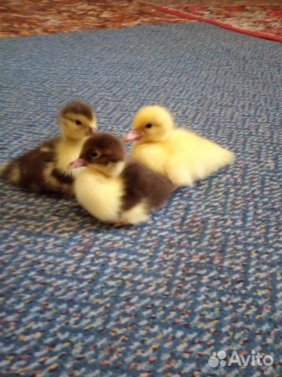 Суточные индоутята