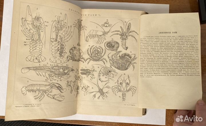 Брокгауз и Ефрон 1893 г, энцикл. словарь 20 том