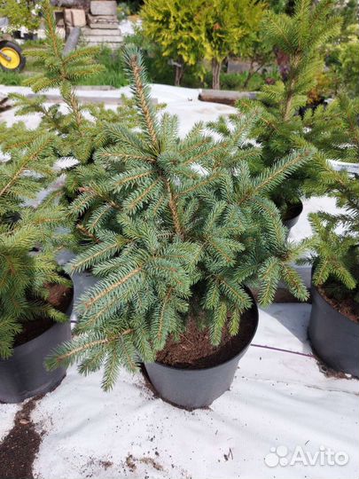 Ель pungens Glauca