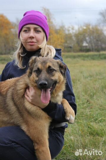 Молодой пёс станет замечательным другом