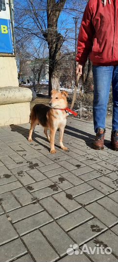 Щенок девочка