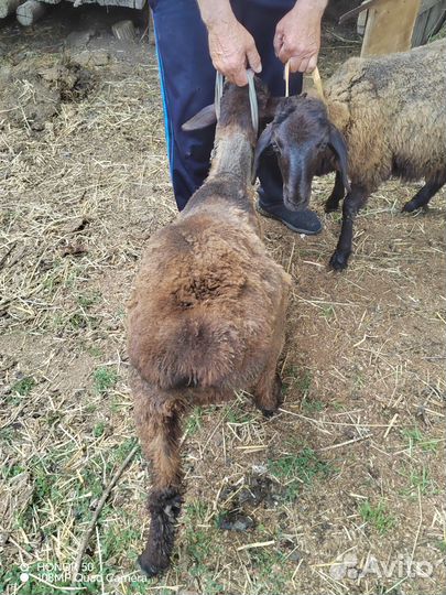 Овцы бараны
